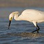 thumbs/IMG_1631.jpg